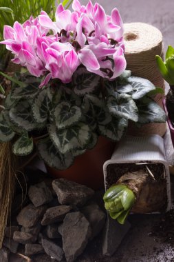 Pembe siklamen ve iki sümbül 