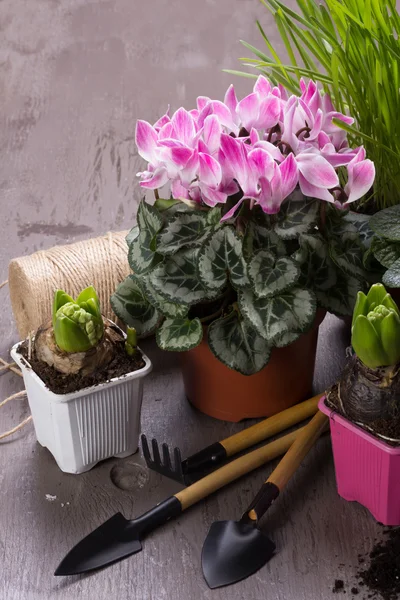 Houseplants için bakım