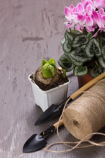 Pflege von Zimmerpflanzen — Stockfoto