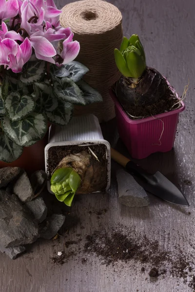 Rosa Cyclamen und zwei Hyazinthen — Stockfoto