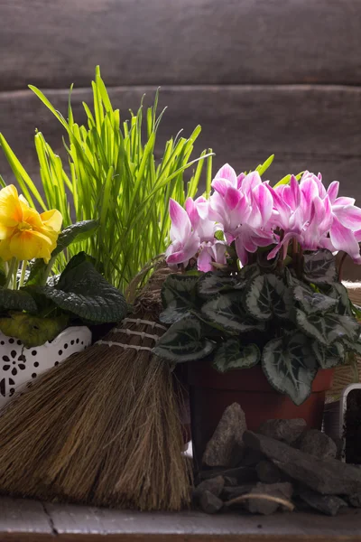 Taze pembe Siklamen, sarı çuha çiçeği