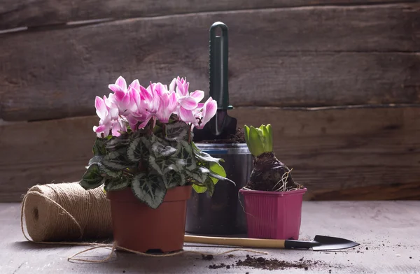 El cuidado de las plantas de interior —  Fotos de Stock