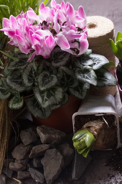 Ciclamen rosa y dos jacintos — Foto de Stock