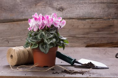 Houseplants için bakım