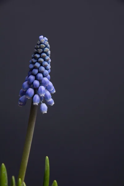 Karanlık bir arka plan üzerinde mavi kır çiçekleri — Stok fotoğraf