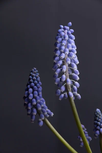 Blauwe wilde bloemen op een donkere achtergrond — Stockfoto