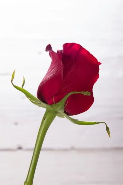 Trandafir roșu proaspăt — Fotografie, imagine de stoc