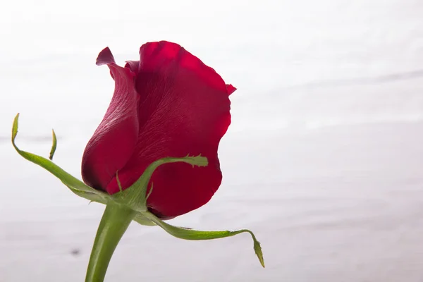 Свіжі Червона троянда — стокове фото