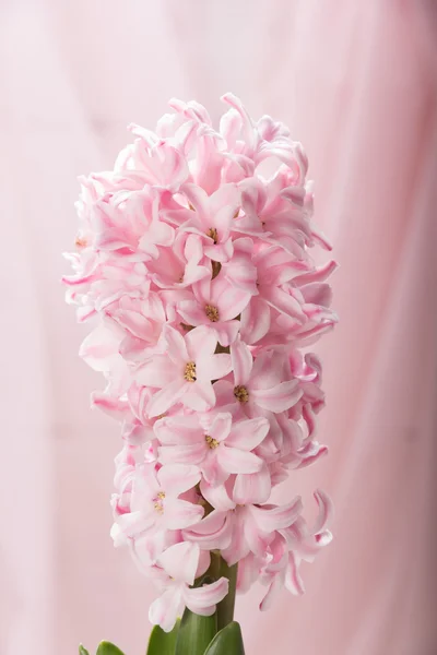 Pink blooming hyacinth — Stock Photo, Image