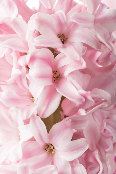 Jacinto-de-flor-de-rosa — Fotografia de Stock