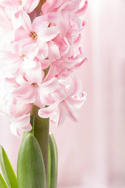 Jacinto rosa floreciente — Foto de Stock