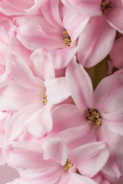 Jacinto-de-flor-de-rosa — Fotografia de Stock