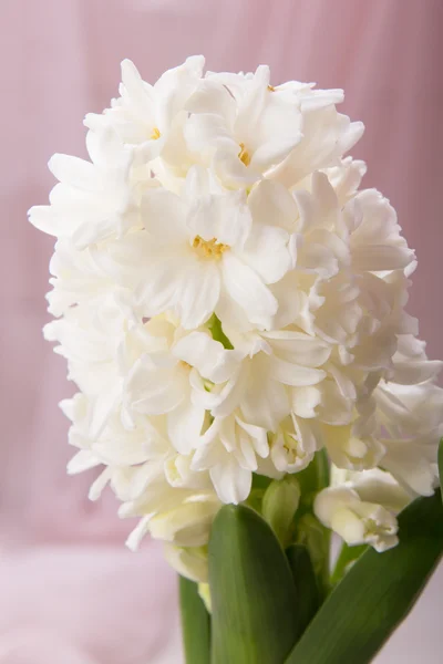 Vita blommande hyacint — Stockfoto