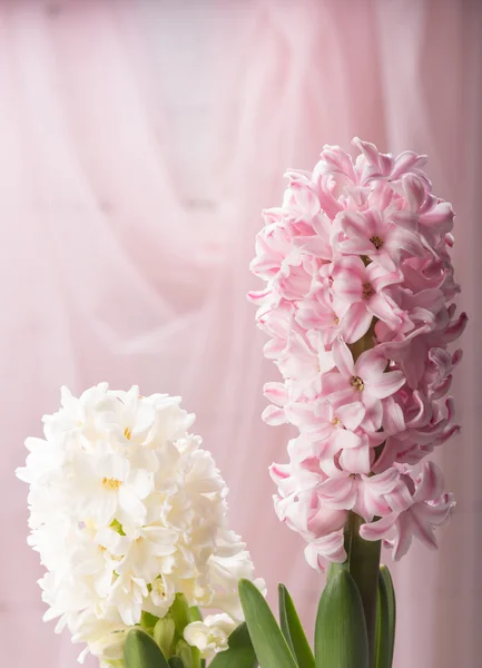 Rosa und weiße Hyazinthe — Stockfoto