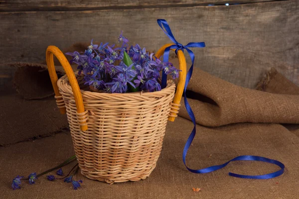 Bouquet of snowdrops — Stock Photo, Image