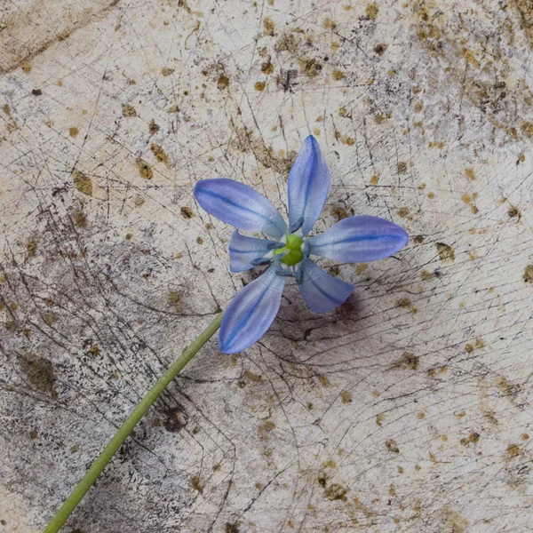 Background of old metal surface and blue flower — Stock Photo, Image