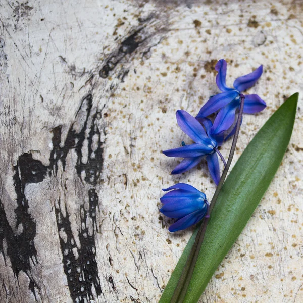 Background of old metal surface and blue flower — Stock Photo, Image