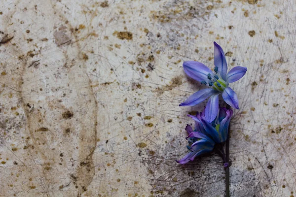 Zázemí staré kovové povrchové a modrý květ — Stock fotografie