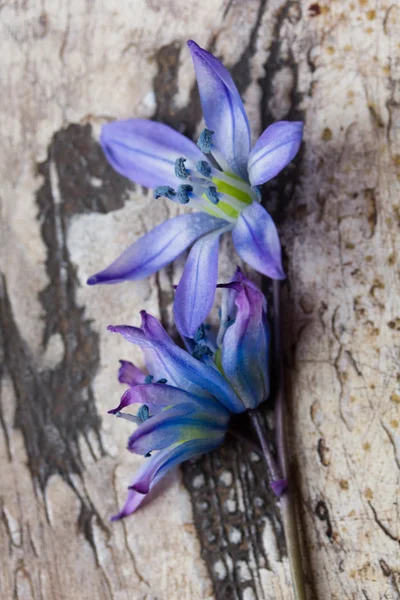 Sfondo di vecchia superficie metallica e fiore blu — Foto Stock