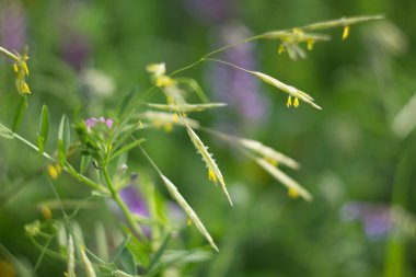 arka plan bitki ile.