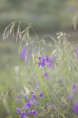 arka plan bitki ile.