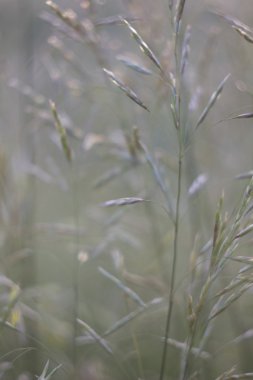 arka plan bitki ile.