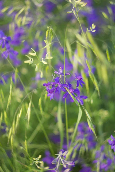 Abstract background with plants. — Stock Photo, Image