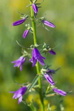 Bluebell yaz çayır çiçekler