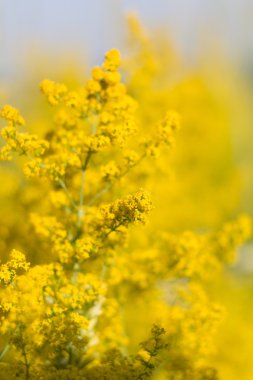 arka plan bitki ile.