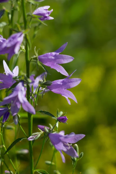 Bluebell bloemen op zomer weide — Stockfoto