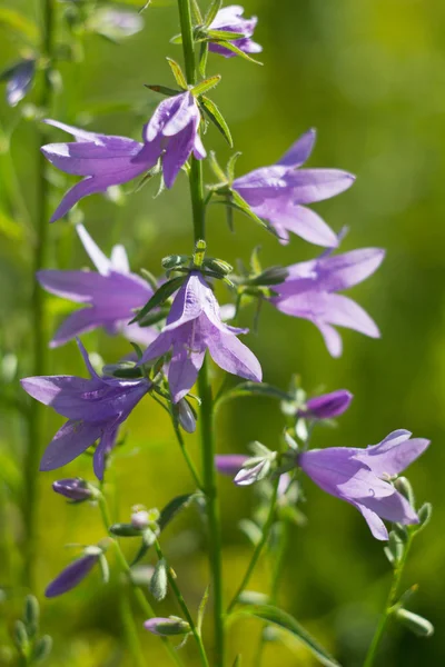 Bluebell blommor på Sommaräng — Stockfoto