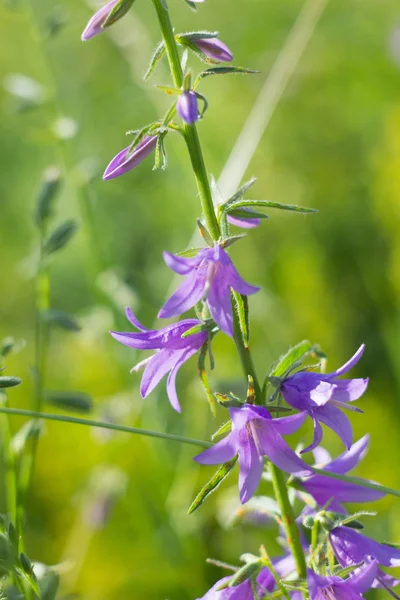 Bluebell flowers on summer meadow — Stock Photo, Image