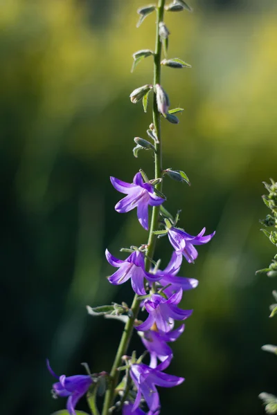 Bluebell květiny na louce v létě — Stock fotografie