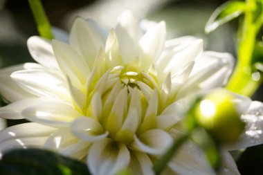 Beyaz çiçek güneş tarafından aydınlatılmış