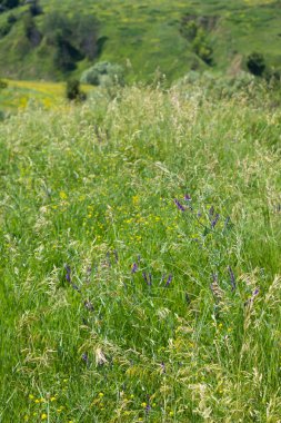 arka plan bitki ile.