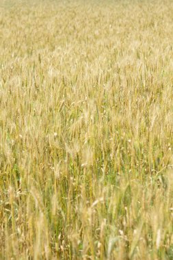 Sivri olgun buğday değildir