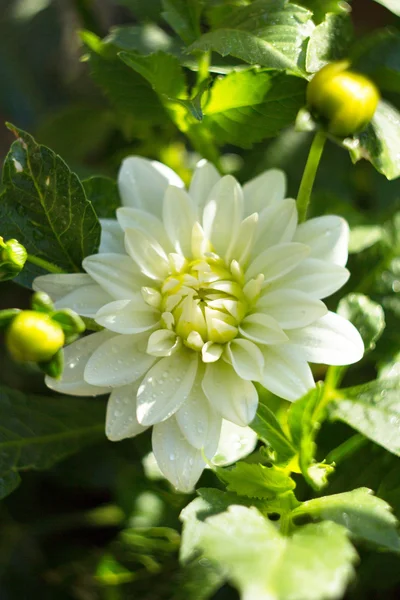 Flor blanca iluminada por el sol — Foto de Stock