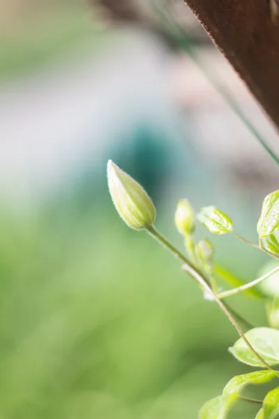 Sfondo astratto con piante . — Foto Stock