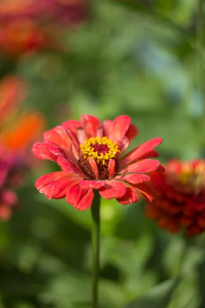 Floral backround with plants — Stock Photo, Image