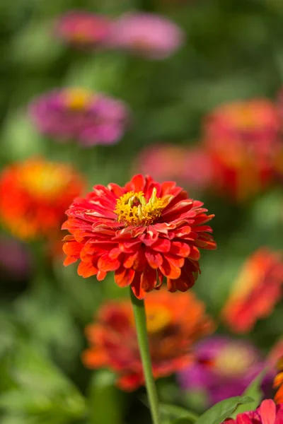 Fondo floral con plantas — Foto de Stock