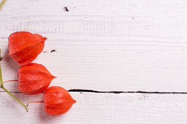 Kırmızı physalis ve metniniz için kartı