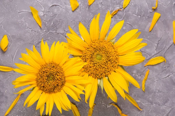 Two Sunflowers Gray Background — Stock Photo, Image