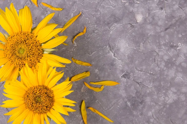 Two Sunflowers Gray Background — Stock Photo, Image