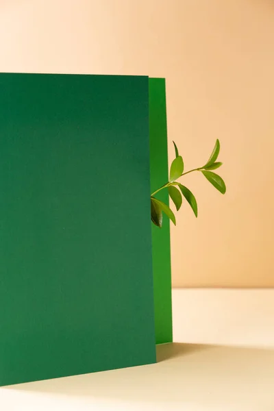 Asymmetrischer Abstrakter Geometrischer Hintergrund Mit Einer Pflanze — Stockfoto