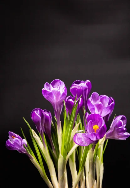 Frische Leuchtend Violette Krokusse Frühlingsblumen Zum Gratulieren — Stockfoto