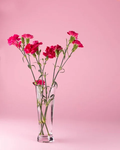 Belle Oeillets Rouges Frais Dans Vase Verre Sur Fond Rose — Photo