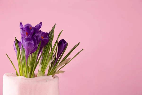 Frische Leuchtend Violette Krokusse Frühlingsblumen Zum Gratulieren — Stockfoto