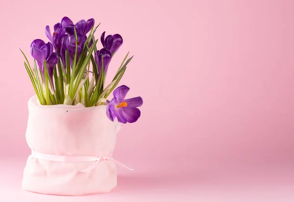 Świeże Purpurowe Krokusy Wiosenne Kwiaty Gratuluję — Zdjęcie stockowe