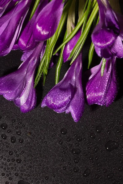 Crocus Violets Brillants Frais Fleurs Printemps Pour Félicitations — Photo