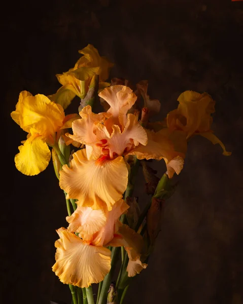 Iris Jaune Vif Frais Fleurs Printemps Pour Félicitations — Photo